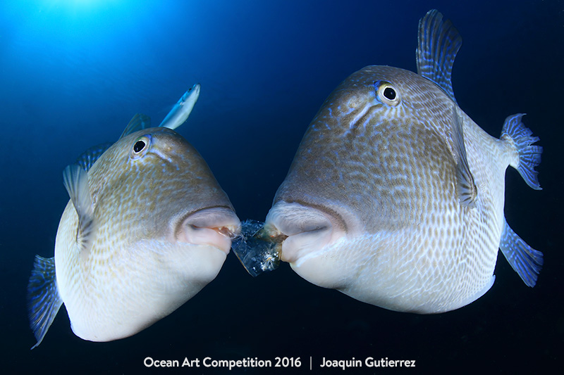 Illustration for article titled The Best Underwater Photographs of 2016 Are Out of This World